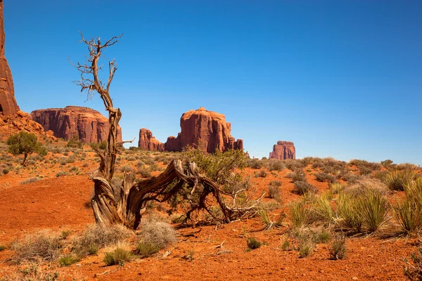 Valle del Moument y tronco de árbol — Foto de Stock