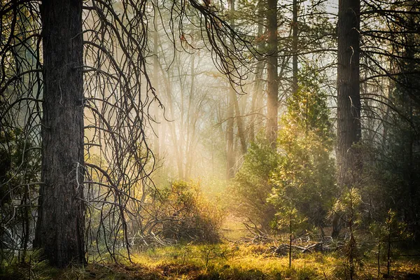 Nel profondo della foresta — Foto Stock