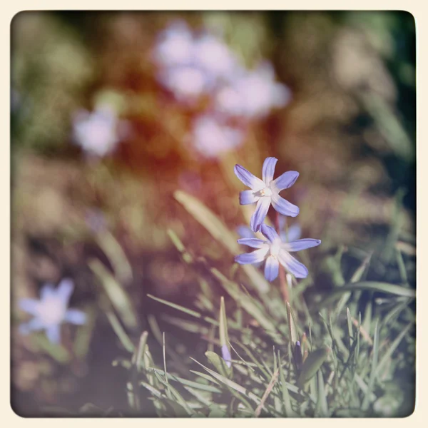 Glória das flores de neve, foto velha — Fotografia de Stock