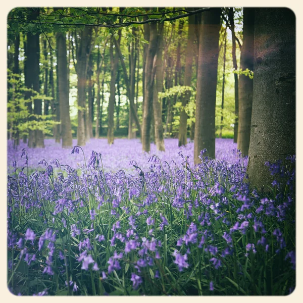 Bluebells old photo — Stock Photo, Image