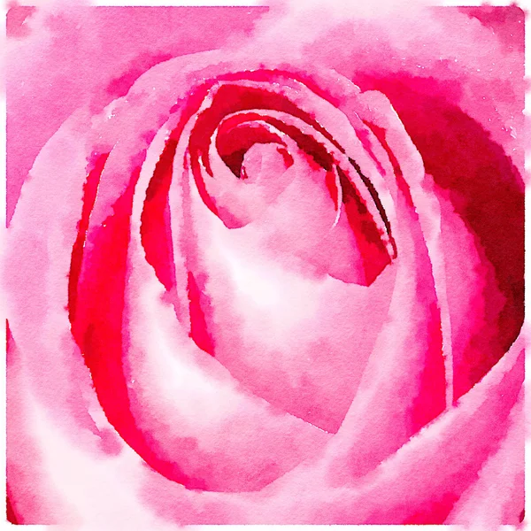 Pink rose watercolour — Stock Photo, Image