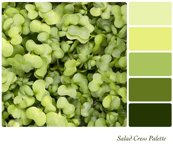 Paleta de agrião de salada — Fotografia de Stock