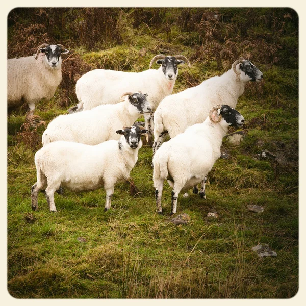 Schafe alte Fotos — Stockfoto