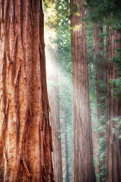 Sequoias de Mariposa Grove — Fotografia de Stock