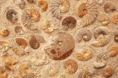 Ammonite fossils clipart