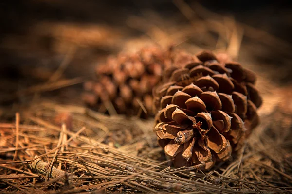 Fir cones Royalty Free Stock Images
