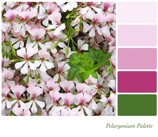 Pelargonium Palette — Stock Photo, Image