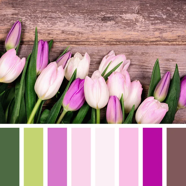 Tavolozza dei tulipani — Foto Stock