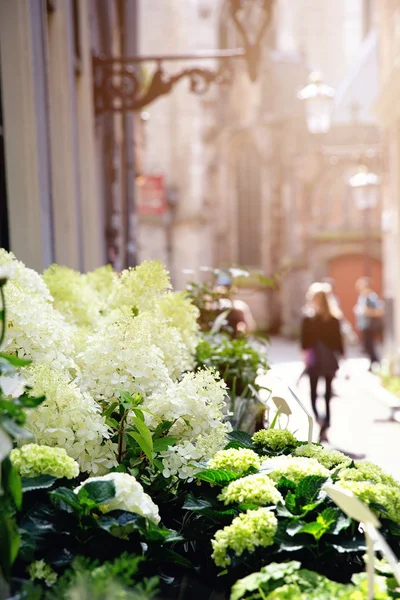 Eladó virágok — Stock Fotó