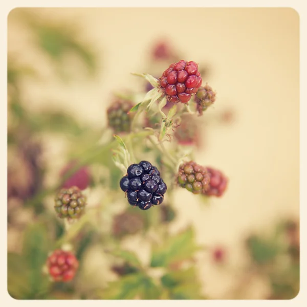 黑莓上布什 — 图库照片