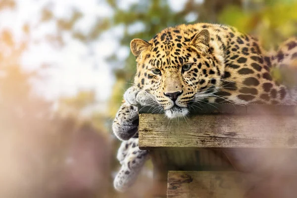 Молодий Дорослий Амур Леопард Сонці Вид Леопарда Корінних Народів Південно — стокове фото