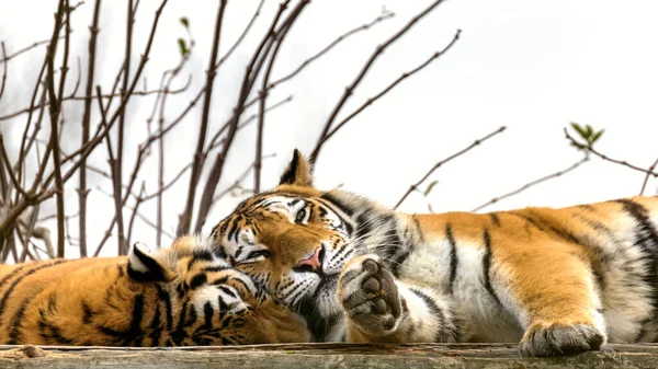 Pair Siberian Amur Tigers Resting Endangered Species Tiger Indigenous Far — Stock Photo, Image