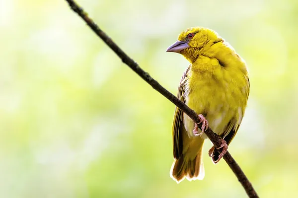 Samica Czarnogłowego Tkacza Ploceus Melanocephalus Siedząca Gałęzi Miękkim Letnim Tłem — Zdjęcie stockowe