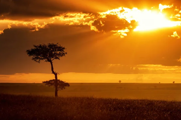 케냐의 이마라에 황금빛 지평선 뜨거운 풍선이 솟아오르는 수있으며 아카시아 실루엣을 — 스톡 사진
