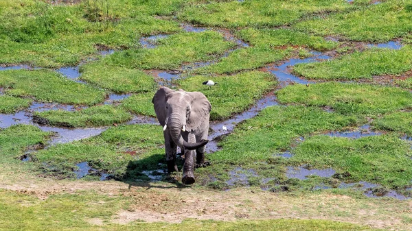 非洲象Loxodonta Africana出现在肯尼亚安博塞利国家公园的沼泽地里 一个神圣的Ibis Threskiornis Aethiopicus 可以在后面的草地上看到 — 图库照片