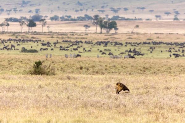 Samiec Lwa Długiej Trawie Masai Mara Kenii Wildebeest Zebra Pasą — Zdjęcie stockowe