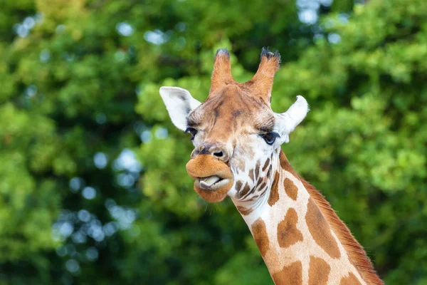 Веселый Портрет Вымирающего Жирафа Ротшильда Giraffa Camelopardalis Rothschildi Высунутым Языком — стоковое фото