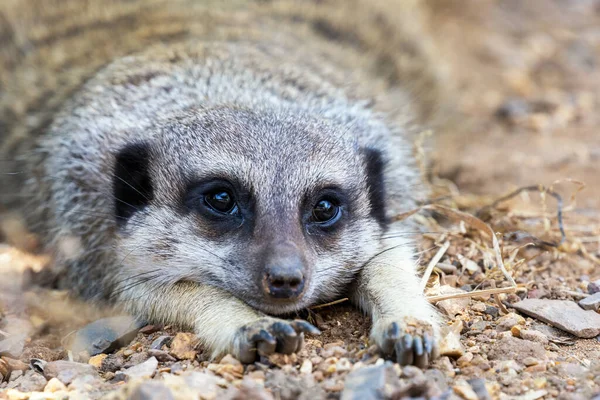 Meerkat Agachado Suricata Suricatta Retrato Cerca Con Enfoque Los Ojos —  Fotos de Stock