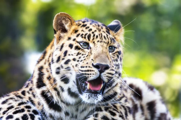 Adulto Leopardo Amur Luz Del Sol Una Especie Leopardo Autóctono — Foto de Stock