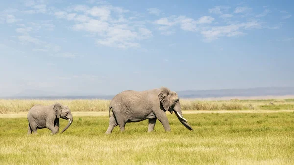 Matka Mały Słoń Loxodonta Africana Spacerujący Przez Bujną Zieloną Trawę — Zdjęcie stockowe