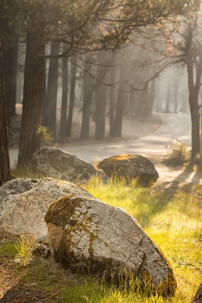 Egy Napsütötte Fenyőerdőn Keresztül Yosemite Usa Nagy Mohával Borított Kövek — Stock Fotó