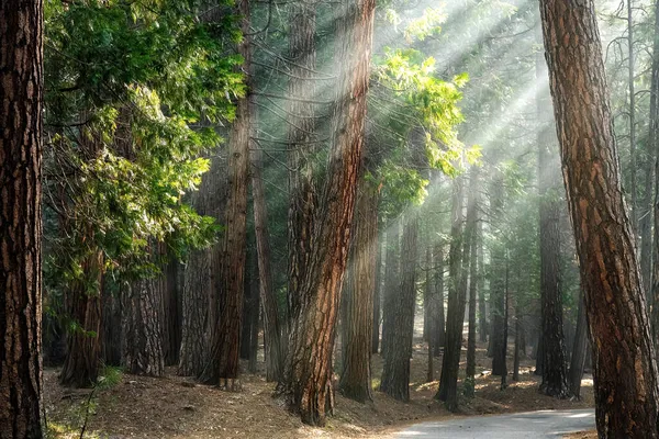 在瓦沃纳 阳光穿过一片松木林 皮努斯 潘德罗萨 美国加利福尼亚约塞米蒂国家公园的晨光 — 图库照片