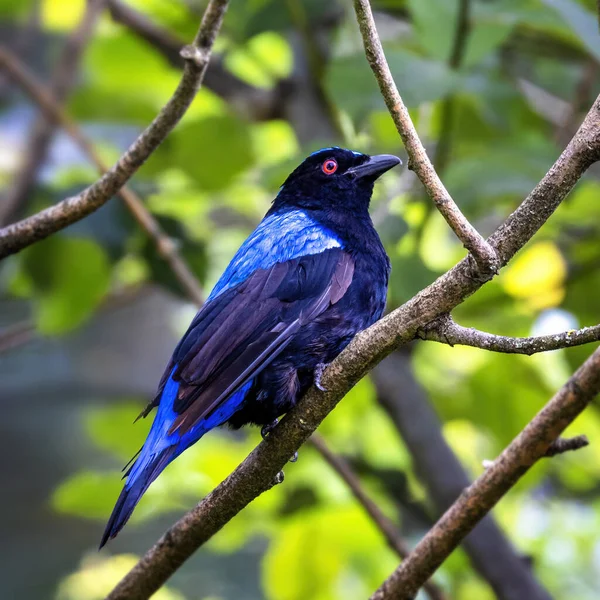 Male Asian Fairy Bluebird Irena Puella Perched Branch Fruit Eating — Stock Photo, Image