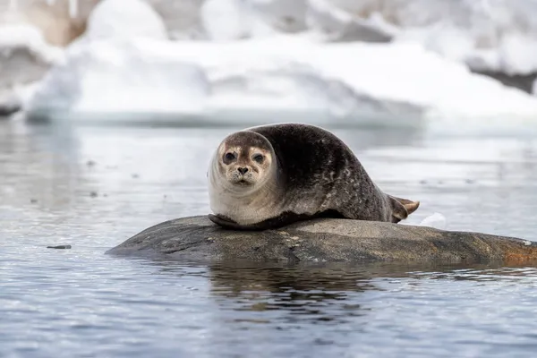 Una Foca Portuale Phoca Vitulina Trascinata Una Roccia Nelle Svalbard — Foto Stock