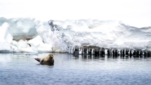 在挪威大陆和北极之间的斯瓦尔巴群岛北极水域的一块岩石上 一只名叫菲卡 维土利娜的海豹被拖出了港口 — 图库照片
