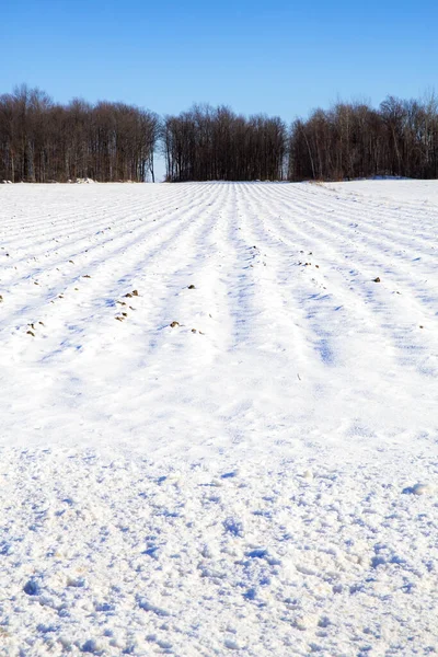 Campos Agrícolas Província Quebec Canadá Terreno Arado Com Sulcos Cobertos — Fotografia de Stock