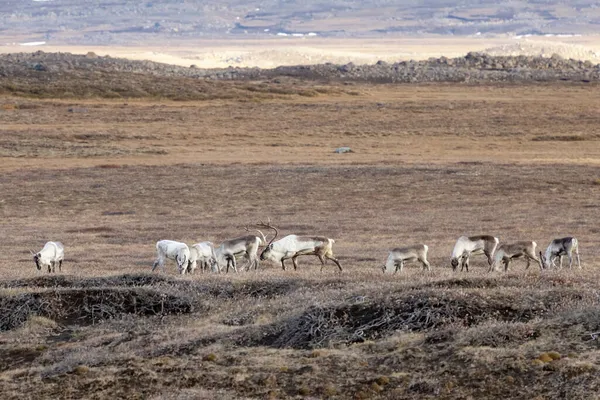 Een Kleine Kudde Rendieren Rangier Tarandus Toendra Van Ijsland Noordoostelijke — Stockfoto