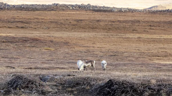 アイスランドのツンドラには トナカイの小さな群れ レンジファー タランダスがいます 北東部高地 — ストック写真
