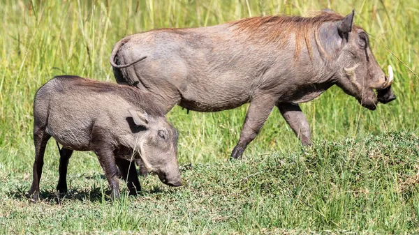 Mãe Bebê Warthog Phacochoerus Africanus Pastando Nas Pradarias Exuberantes Masai — Fotografia de Stock