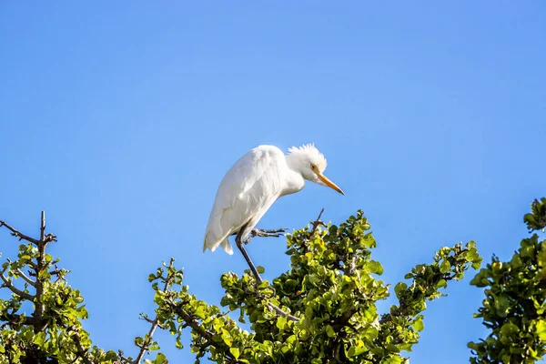 Non Breeding Adult Cattle Egret Which Can Identified Due Almost — Stock Photo, Image