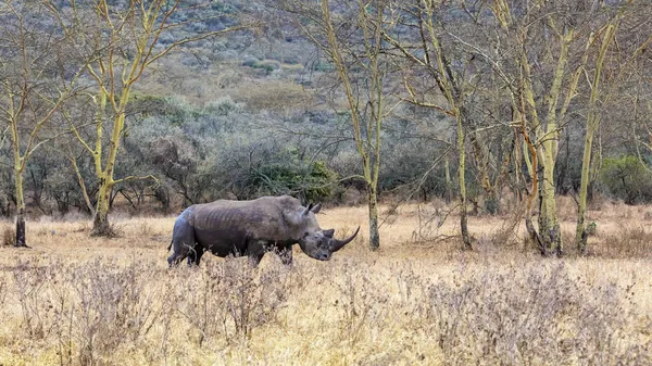 シロサイ フィーバー ツリー湖ナクル国立森林公園 ケニアの Ceratotherium 小さなウシツツキ鳥が彼の背中に腰掛けています — ストック写真