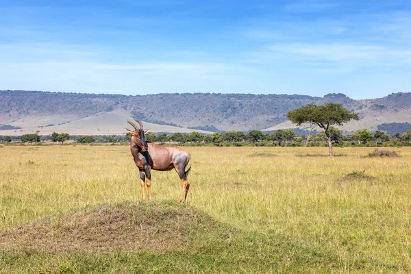 Kenya Daki Masai Mara Tepesinde Duran Damaliscus Lunatus Jimela Nın — Stok fotoğraf