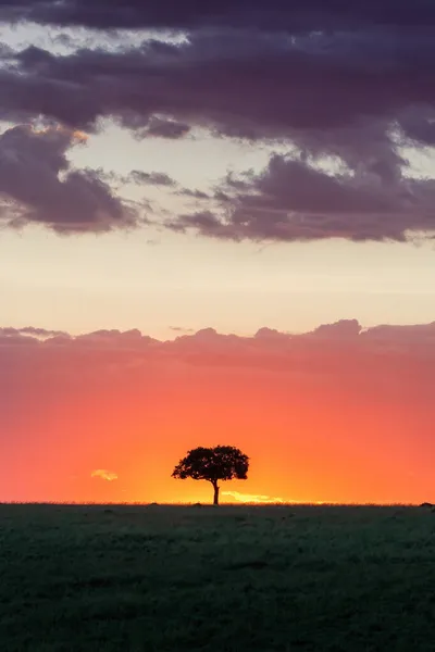 Einzelner Akazienbaum Bei Sonnenuntergang Der Masai Mara Kenia Silhouette Gegen — Stockfoto
