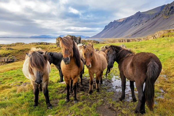 Een Groep Ijslandse Paarden Een Landelijke Omgeving Met Zee Bergachtige — Stockfoto