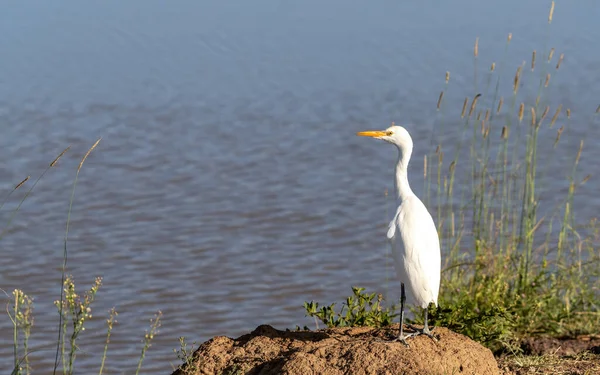 Een Grote Zilverreiger Casmerodius Albus Aan Zijkant Van Een Waterput — Stockfoto