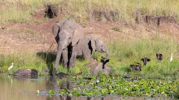 在肯尼亚马赛马拉的一个水坑里 一对大象 非洲苍鹭 吓着了一群埃及鹅 埃及苍鹭 — 图库照片