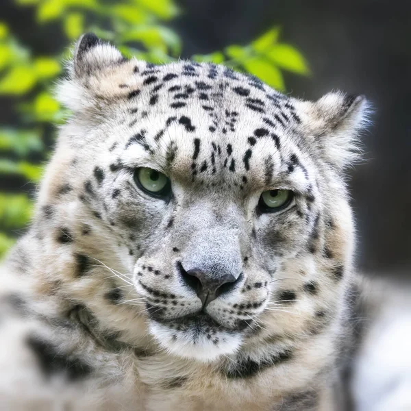成年雪豹 面部特写 一双锐利的眼睛正在进行眼神交流 — 图库照片