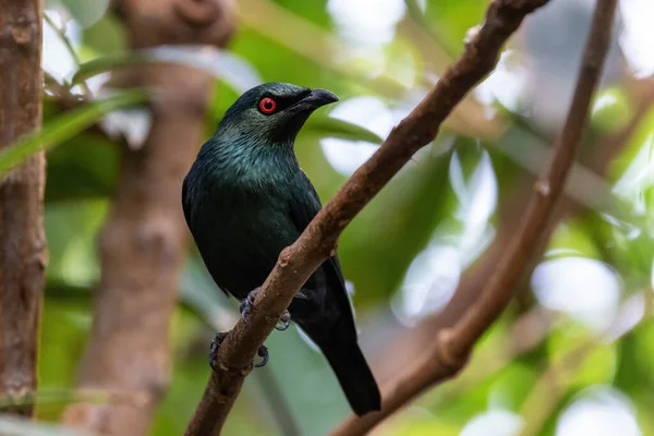 Adult Asian Glossy Starling Aplonis Panayensis Perched Branch Foliage Background — Stock Photo, Image