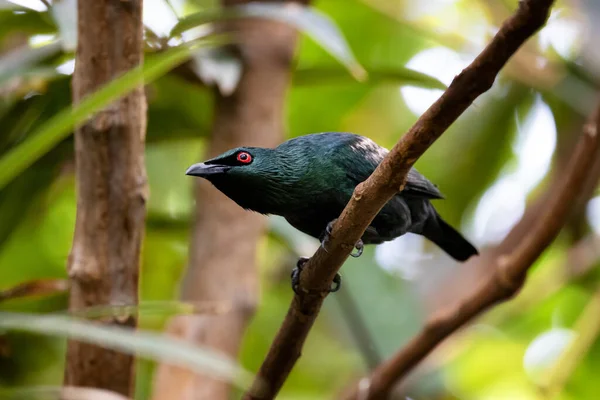 Adult Asian Glossy Starling Aplonis Panayensis Prepares Take Flight Branch — Stock Photo, Image