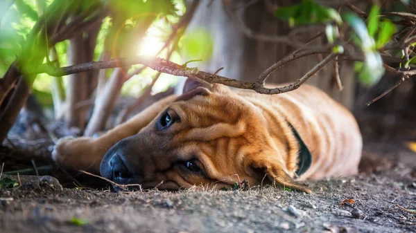 Unge Shar Pei Hund Hviler Skyggen Varm Solrik Dag Denne – stockfoto