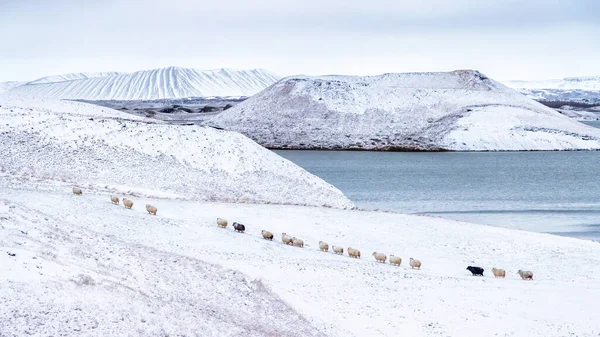 在冰岛北部的Myvatn湖 一队冰岛羊在雪地上行走 背景中可以看到休眠的火山坑 — 图库照片