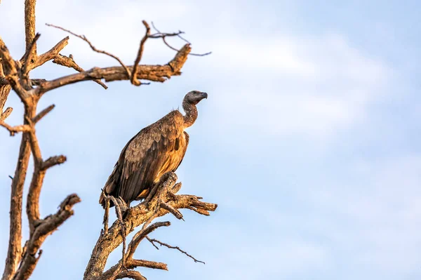 Vautour Dos Blanc Gyps Africanus Perché Sur Arbre Mort Fin — Photo