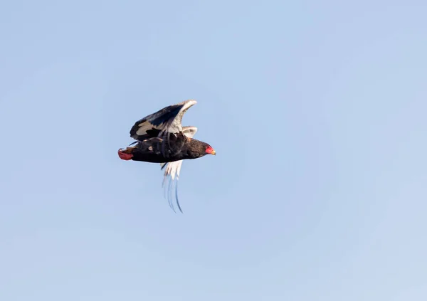 Hermoso Águila Adulta Bateleur Vuelo Sobre Masai Mara Kenia Este — Foto de Stock