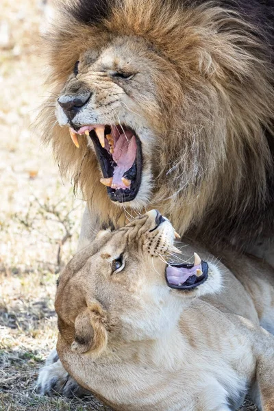 Leão Adulto Leoa Panthera Leo Grama Seca Masai Mara Quênia — Fotografia de Stock