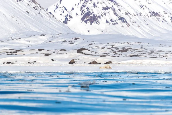 Isbjörnen Leker Snön Den Snabba Isen Svalbard Norsk Skärgård Mellan — Stockfoto