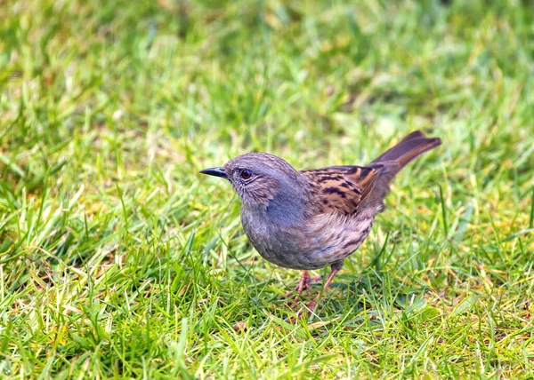 Dunnock Prunella Modularis Altrimenti Noto Come Passero Siepe Sull Erba — Foto Stock